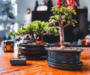 Árbol de la Abundancia Cuidados Significado Variedades