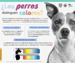 C Mo Ven Los Perros En Color El Tuyo Ve Bien V Deo