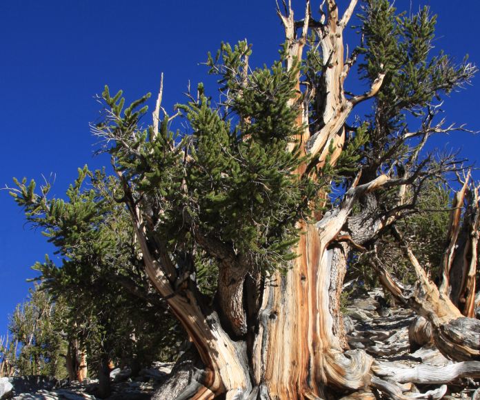 El secreto mejor guardado de EE.UU. es un árbol de más de 5.000 años