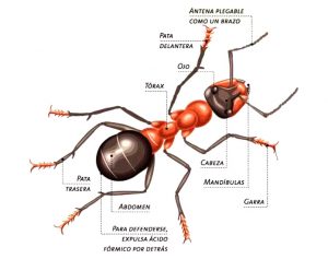 una hormiga en paris pdf