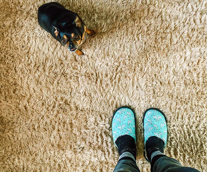 Perro sobre alfombra mirando a persona con zapatillas de estar por casa.