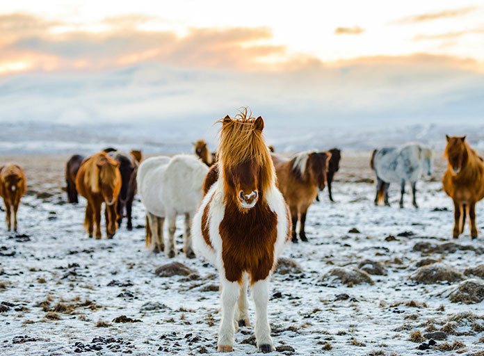 Caballos islandeses