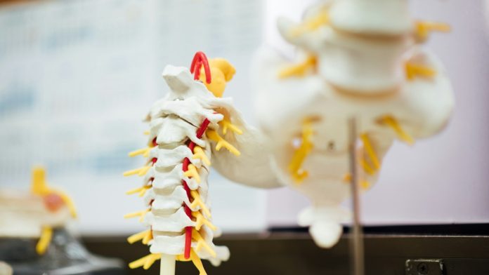 Modelo de médula espinal