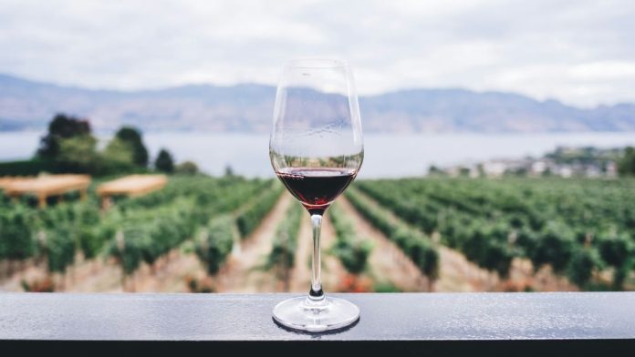 vino, vinícola, formación en vinos