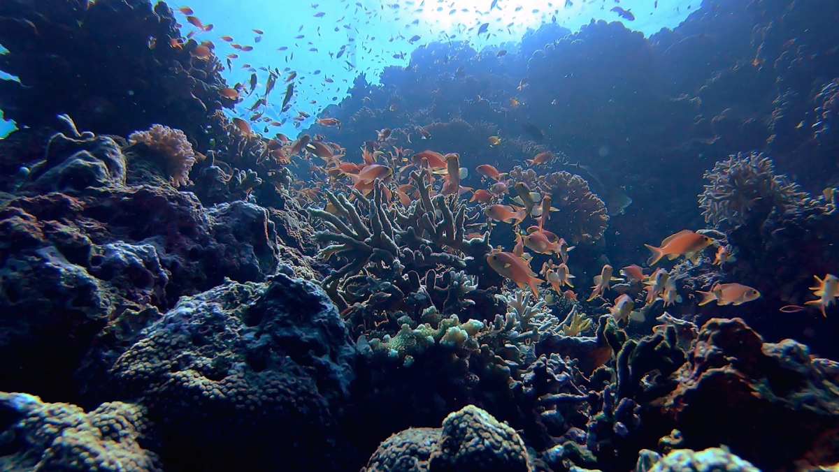 Un estudio revela que las áreas marinas protegidas no aseguran el hábitat de los peces migratorios