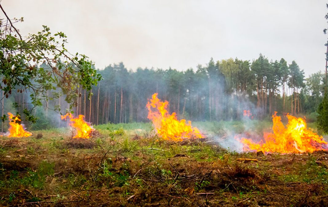 Incendios Forestales: Causas, Prevención, Catástrofes... | Cinco Noticias