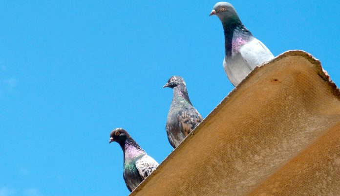 Palomas sobre un tejado de uralita