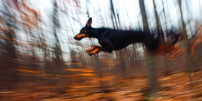 Perro de raza doberman saltando mientras corre a gran velocidad