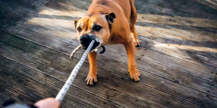 Perro marrón tirando de cuerda o correa