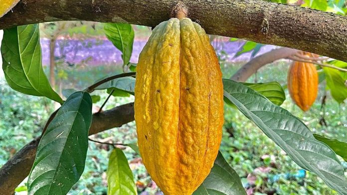 Semilla de cacao