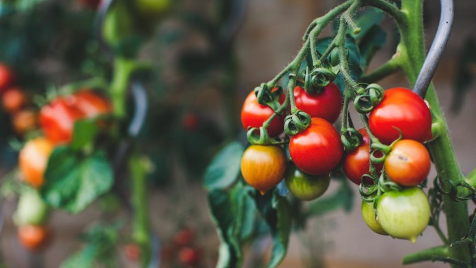 compuesto vegetal combate la sequía y mejora la productividad en cultivos de tomate