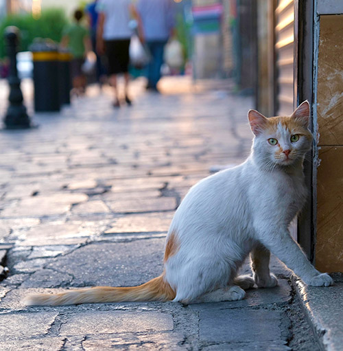 Gato de Trastévere, Roma.